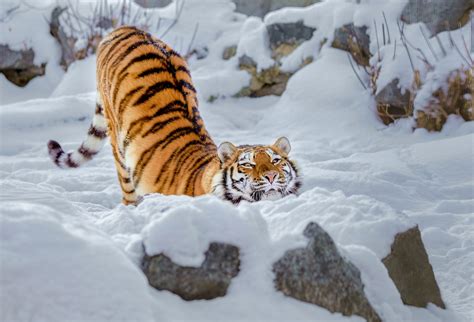 Tiger Snow Wallpaper,HD Animals Wallpapers,4k Wallpapers,Images ...
