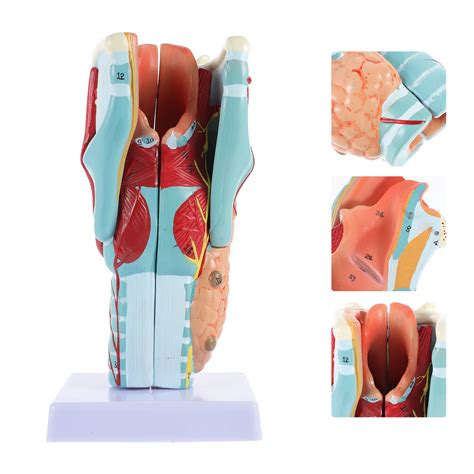 Larynx Anatomy Model Labeled