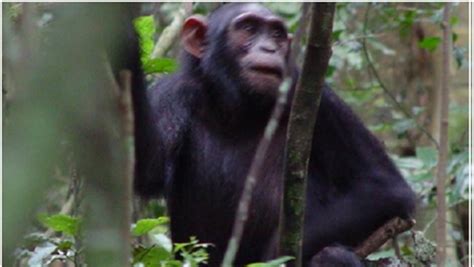 Image result for Chimps Using Sticks for Tools