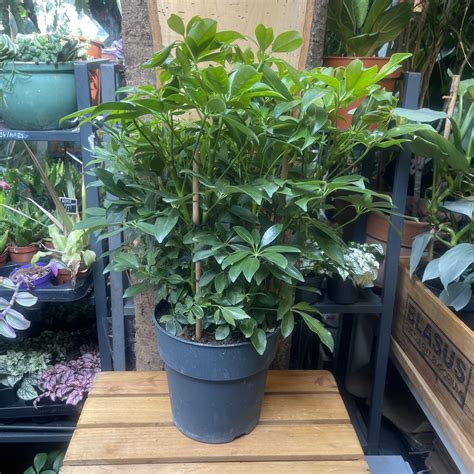 Schefflera Arboricola Nora - Umbrella Plant