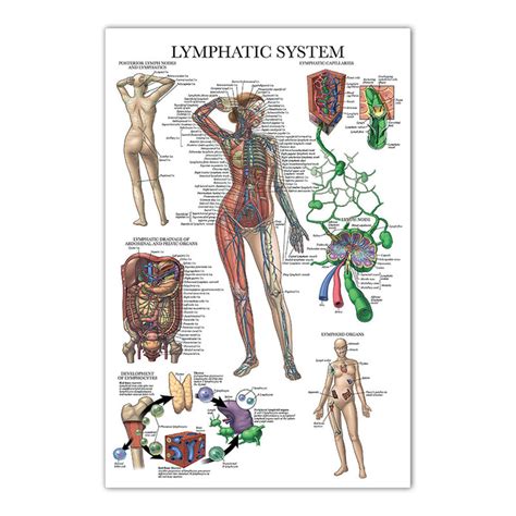 Image result for Map of Lymphatic System