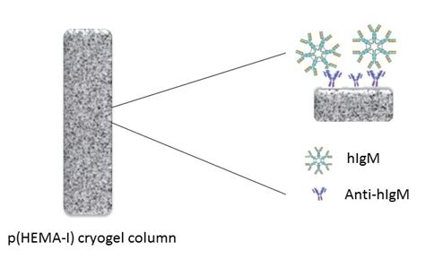 Poly(Hydroxyethyl Methacrylate) Immunoaffinity Cryogel Column for the ...