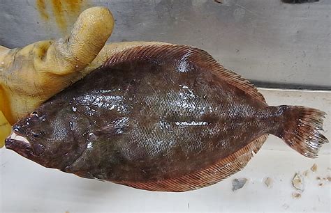 Flounder Flatfish In Spanish at Stella Bowles blog