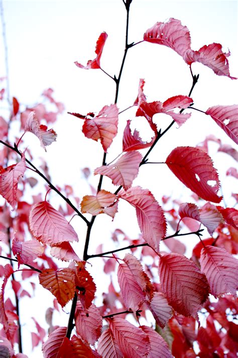 Free photo: Autumn colors - Autumn, Beautiful, Branches - Free Download ...