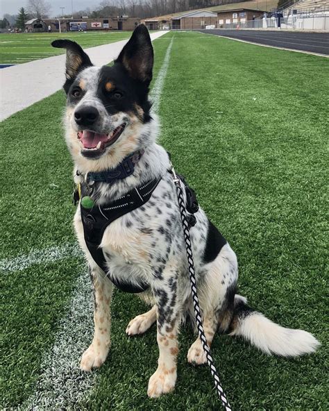 Queensland Heeler Mix Pups Tillis's Blue Female: Australian Cattle Dog ...
