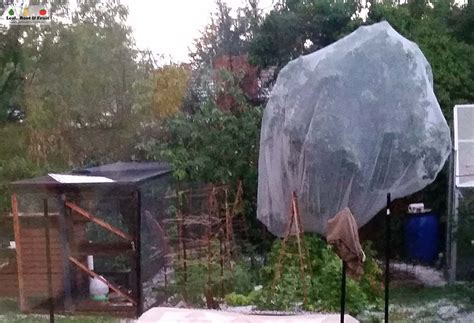 Image result for Codling Moth Control