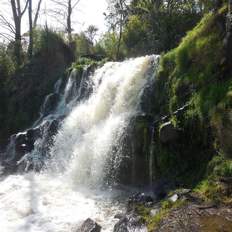 WAITANGI FALLS (2025) All You Need to Know BEFORE You Go (with Photos ...