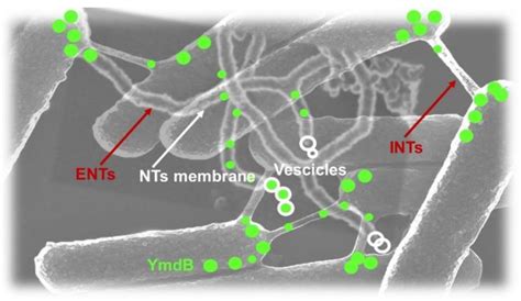Nanotubes: Carbon-Based Fibers and Bacterial Nano-Conduits Both ...