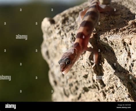 Tucson Banded Gecko Coleonyx variegatus lizzard in Sonoran desert ...