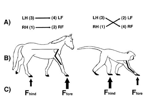 Image result for Locomotor Patterns in Primates