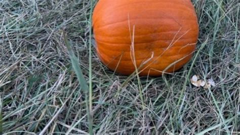 7 best pumpkin patches to check out this year
