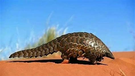 PANGOLIN