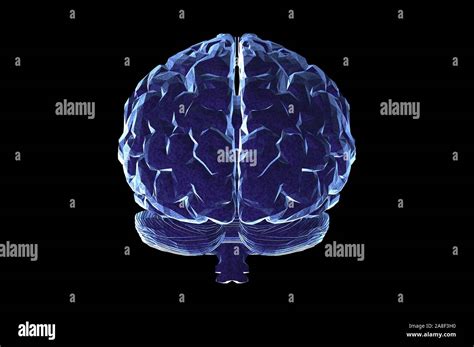 Brain Model 的图像结果