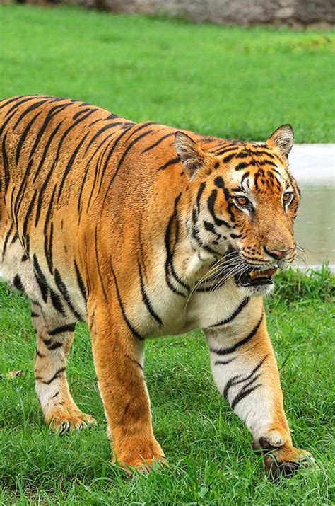 Discover the enchanting beauty of Chandigarh's Rock Garden | Incredible ...