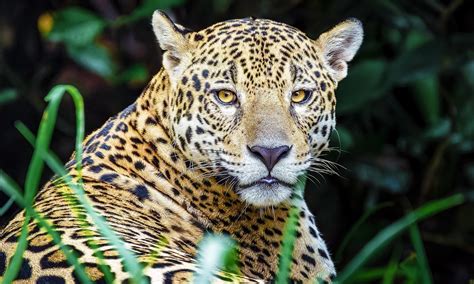 What are keystone species? These examples will help explain - Earth.com