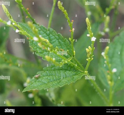 white vervain (Verbena urticifolia) Plantae Stock Photo - Alamy