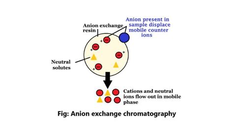 Image result for Anion Exchange Example