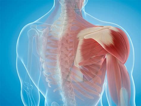 Image result for Deep Tissue Word