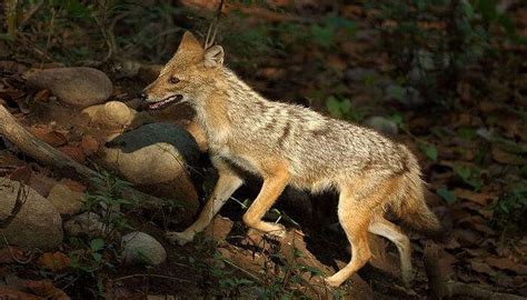 10 Best Things To Do In Orchha For A Perfect Experience Of Central India!