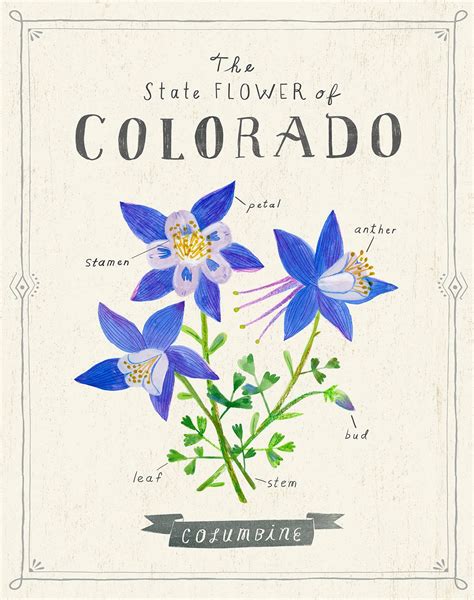Colorado State Flower Print - The Rocky Mountain Columbine