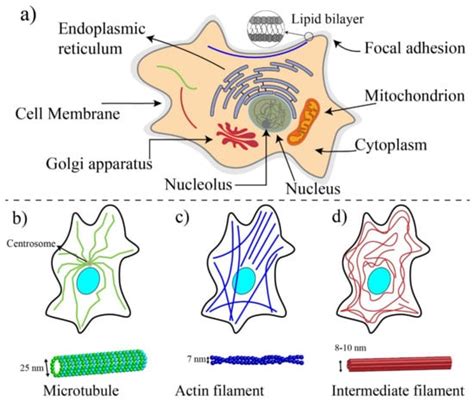 Cancer-Nano-Interaction: From Cellular Uptake to Mechanobiological ...