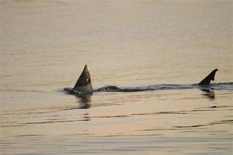 Cape Cod Beaches Still Open After Shark Attack | Here & Now