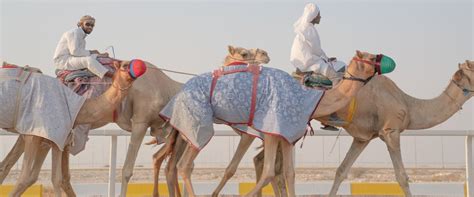 Camel Riding Qatar: Stroll Through The Arabian Deserts In A Fun Way