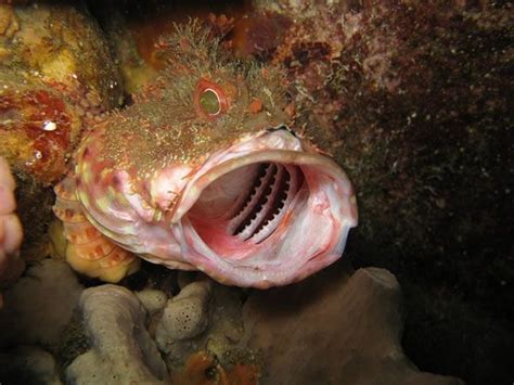 Image result for Mutant Animals