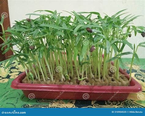 Water spinach seeds stock image. Image of fibrous, leafy - 310904535