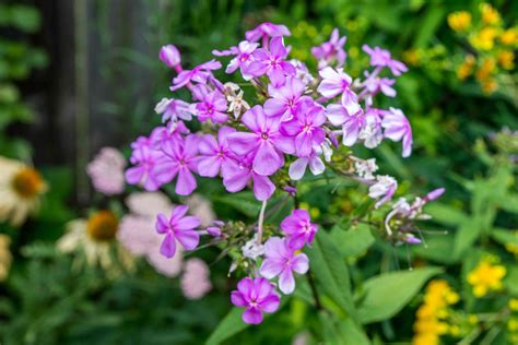 Tall Garden Phlox | Fasci Garden