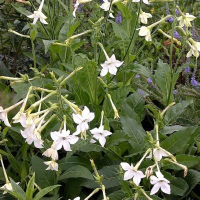 Nicotiana alata
