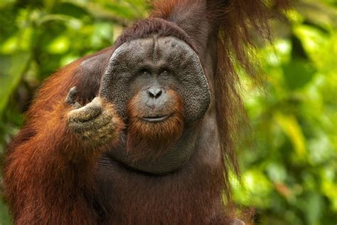 A Borean Orangutan Named Ken Became Known As Hairy Houdini After He ...