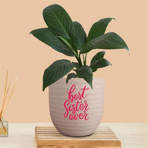 Greenkin Gift for Sister Peace Lily Plant with Premium Pot | Rakhi Gift ...