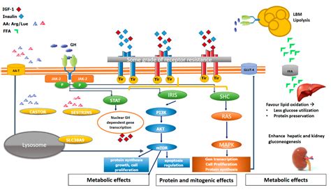 GH/IGF-1 Abnormalities and Muscle Impairment: From Basic Research to ...