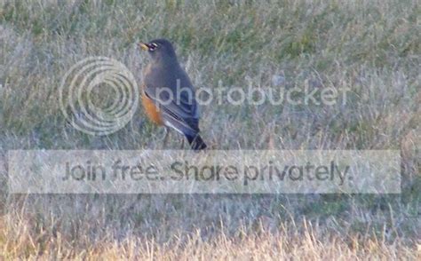 Amerika Nar Bülbülü (Turdus migratorius)