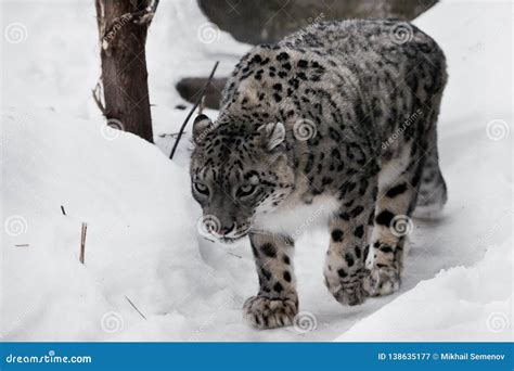 Snow Leopards Hunting Their Prey