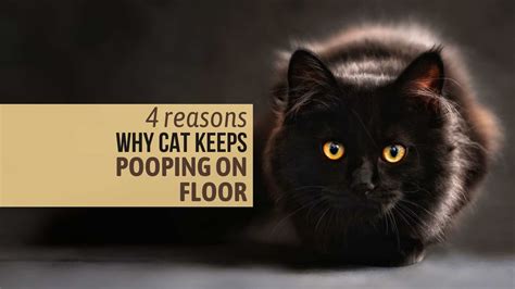 Why Does My Cat Keep Pooping On Himself at John Heidt blog