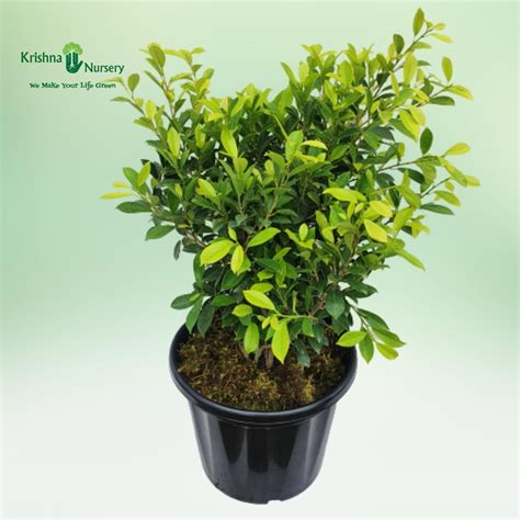 Krishna Nursery | We Make Your Life Green | Horticulture Services