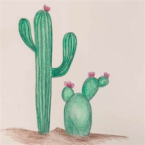 How to Draw a Cactus Both Small & Tall - basicdraw.com
