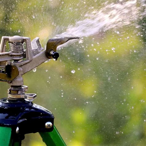Do deer eat petunias? 🦌 🌸 The truth about these hungry garden visitors
