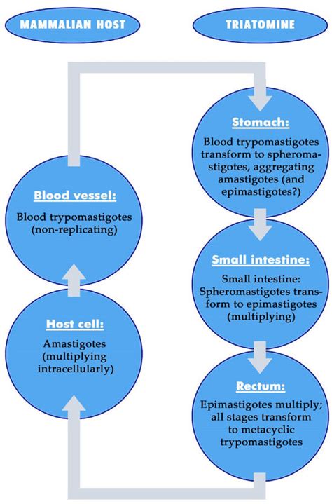 Interaction of Trypanosoma cruzi, Triatomines and the Microbiota of the ...