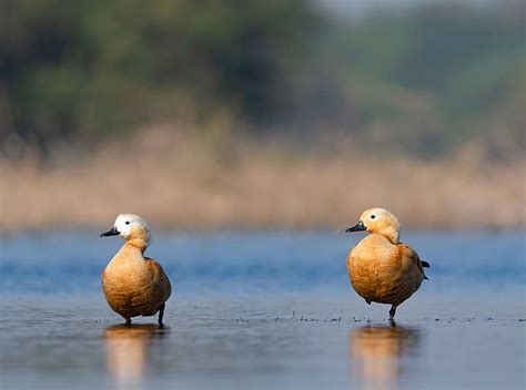 THE BIODIVERSITY OF INDIA - Greenpeace India