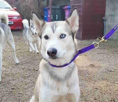 Storm - 2-3 year old female Husky cross Malamute available for adoption