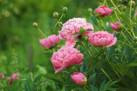 Peak Bloom: When Are Peonies in Season Across the U.S.? - A-Z Animals