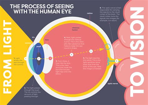 Image result for Process of Vision