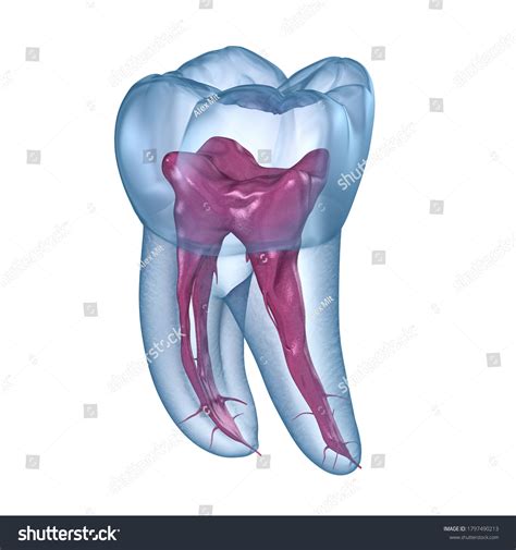 Dental Root Anatomy First Mandibular Molar Stock Illustration ...