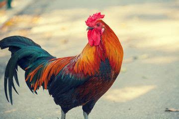 Image result for Johnson Press Conference Confrontation
