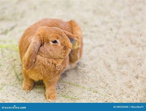 Holland Lops, Lop-eared Red Rabbit - Most Popular Rabbit Breeds in the ...