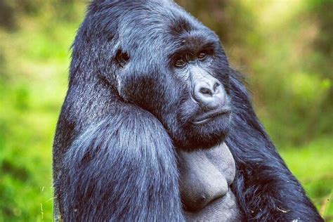 2024 (Kigali) 5 Days Rwanda Gorillas and primate walk