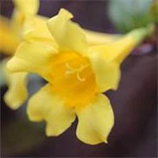 fiore di san giuseppe gelsomino giallo jasminum nudiflorum piante da fiore di san giuseppe gelsomino giallo jasminum nudiflorum piante da